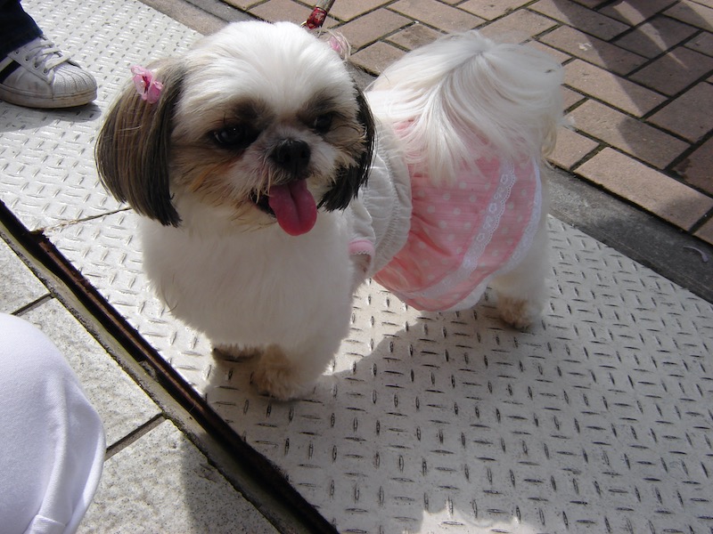 little dog with pink skirt