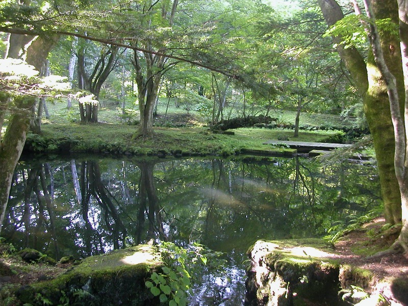 green pond with shade trees