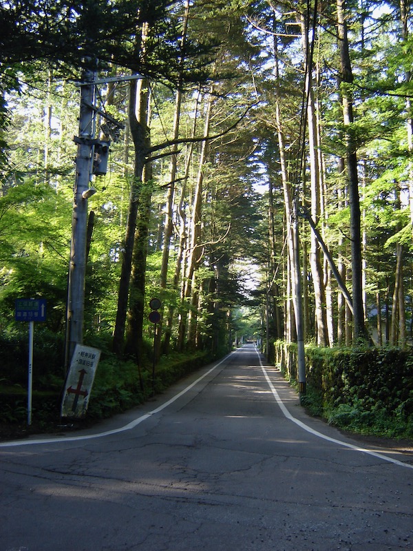 straight road with tall trees