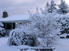 20080128_snowstorm0