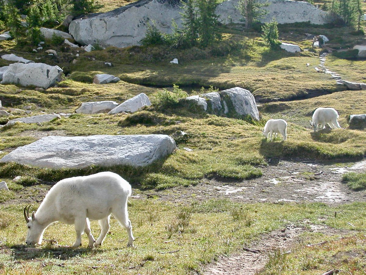 goat eating in meadow