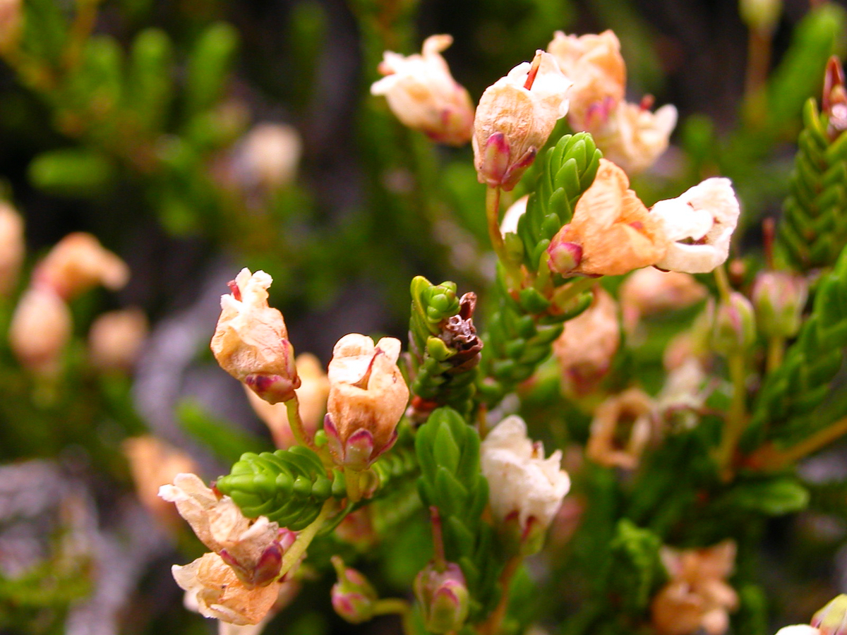 orange heather flowers