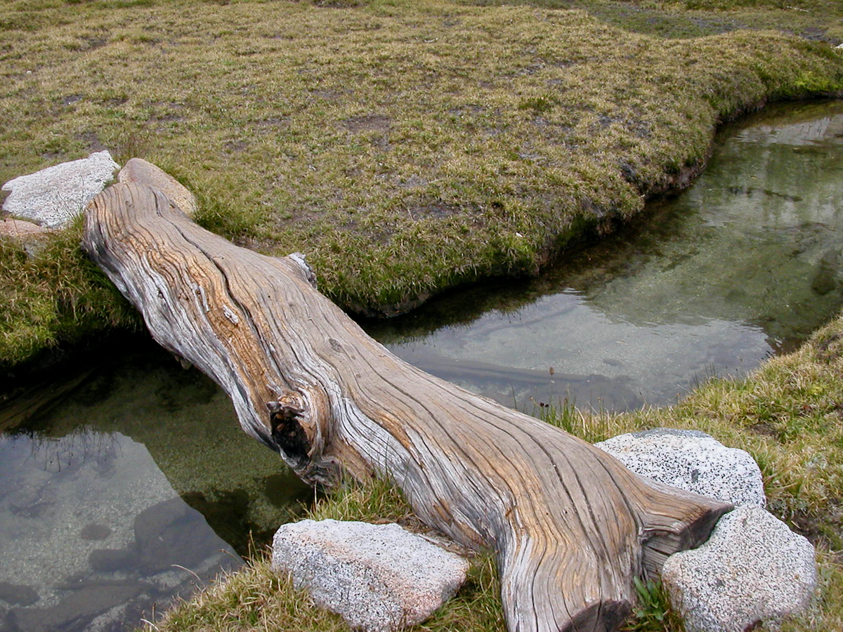 a twisted log bridging a small stream