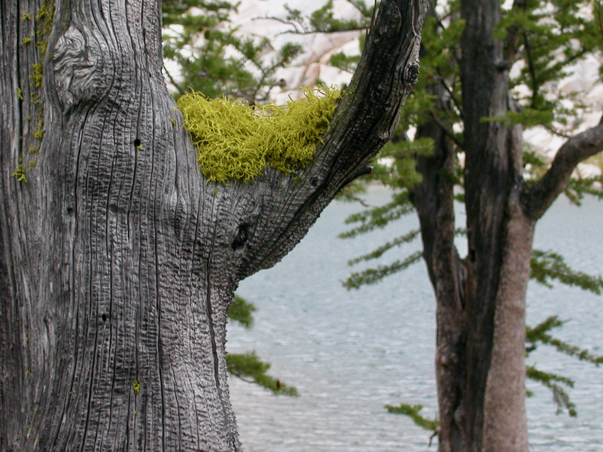 green moss on a silver tree