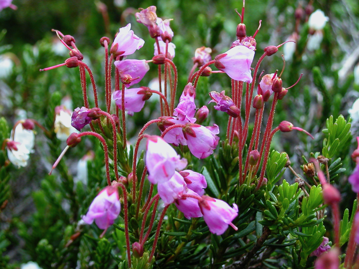 tiny pink flowers