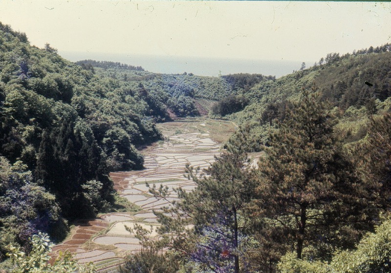 rice paddies in valley