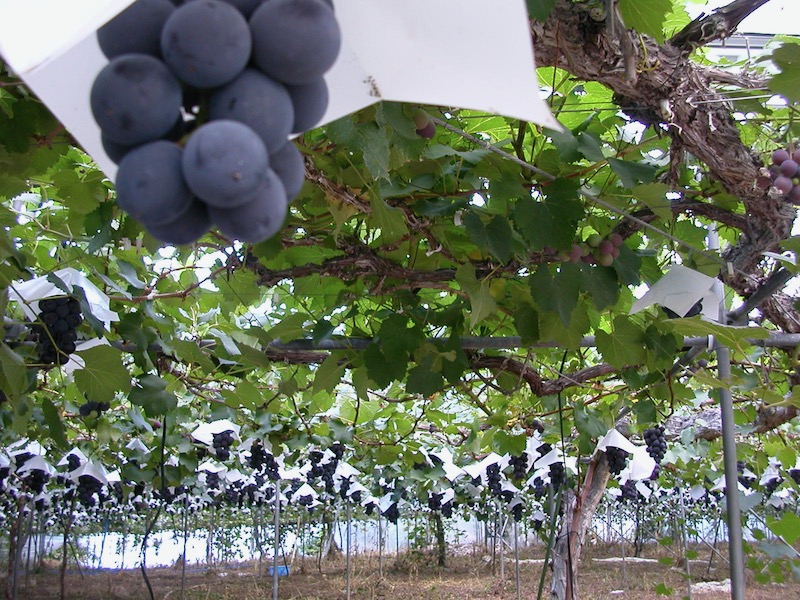 grape bunches covered by paper