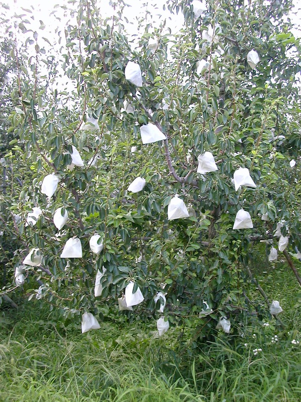 wrapped fruit on tree