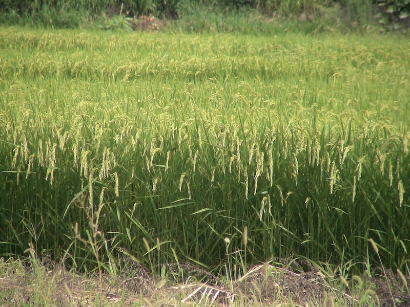 rice with heads