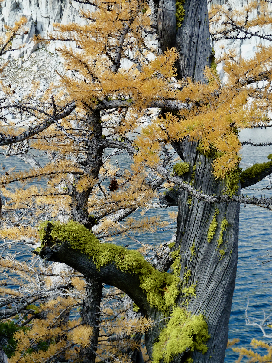 tree, moss and lake behind