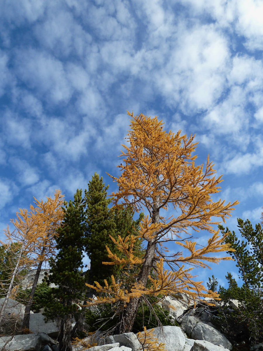 a view up to the sky with golden larch in front