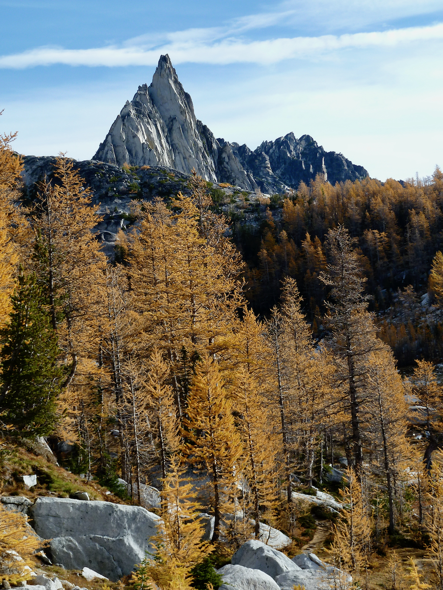 a slope of golden trees