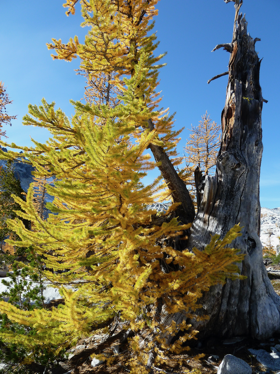 Larch colors and dead tree trunk