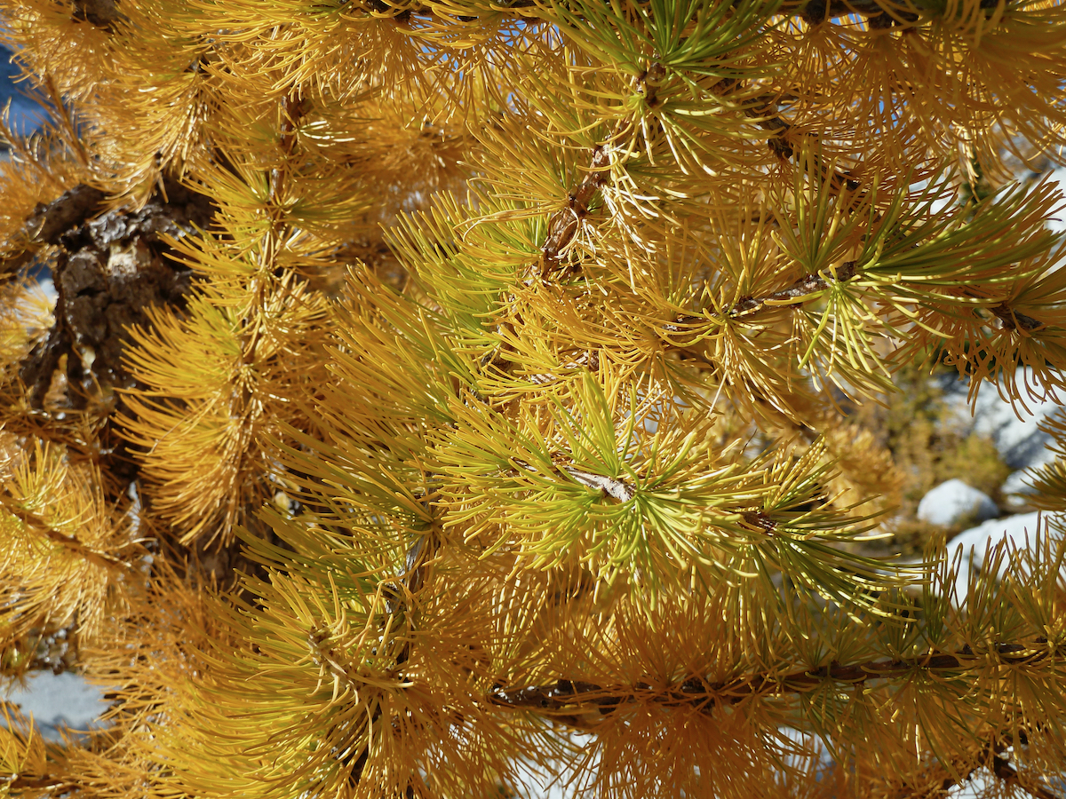 Larch needles in glorious gold with some residual greens