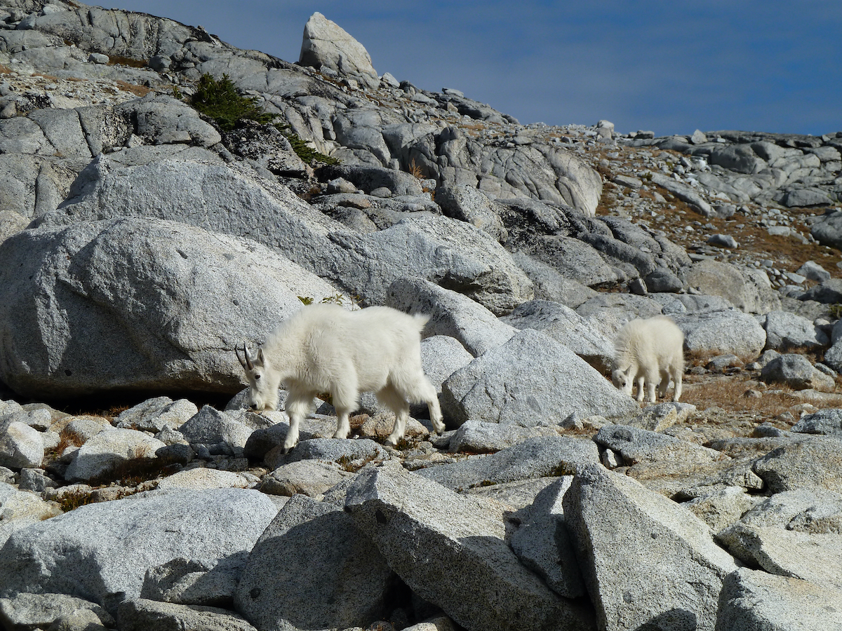 goats browsing around