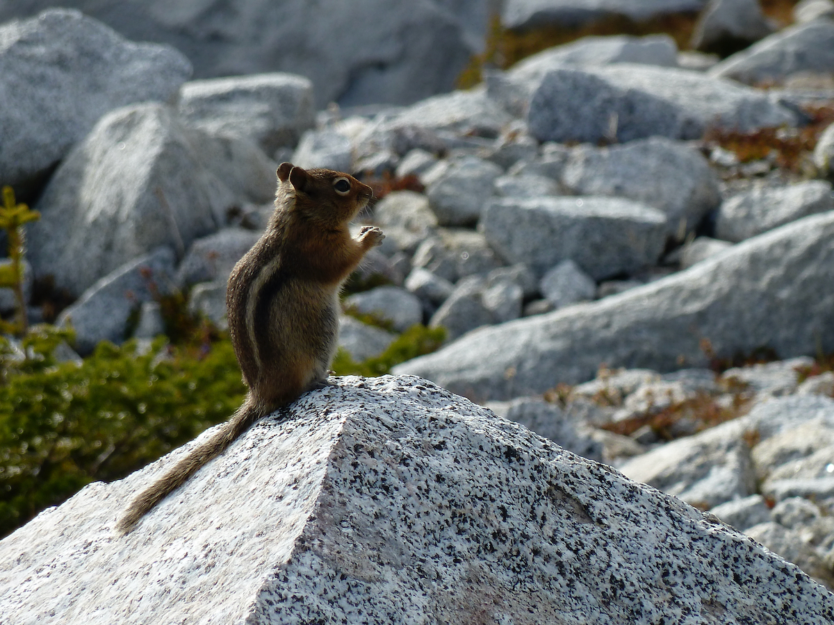 rodent sitting up on rock