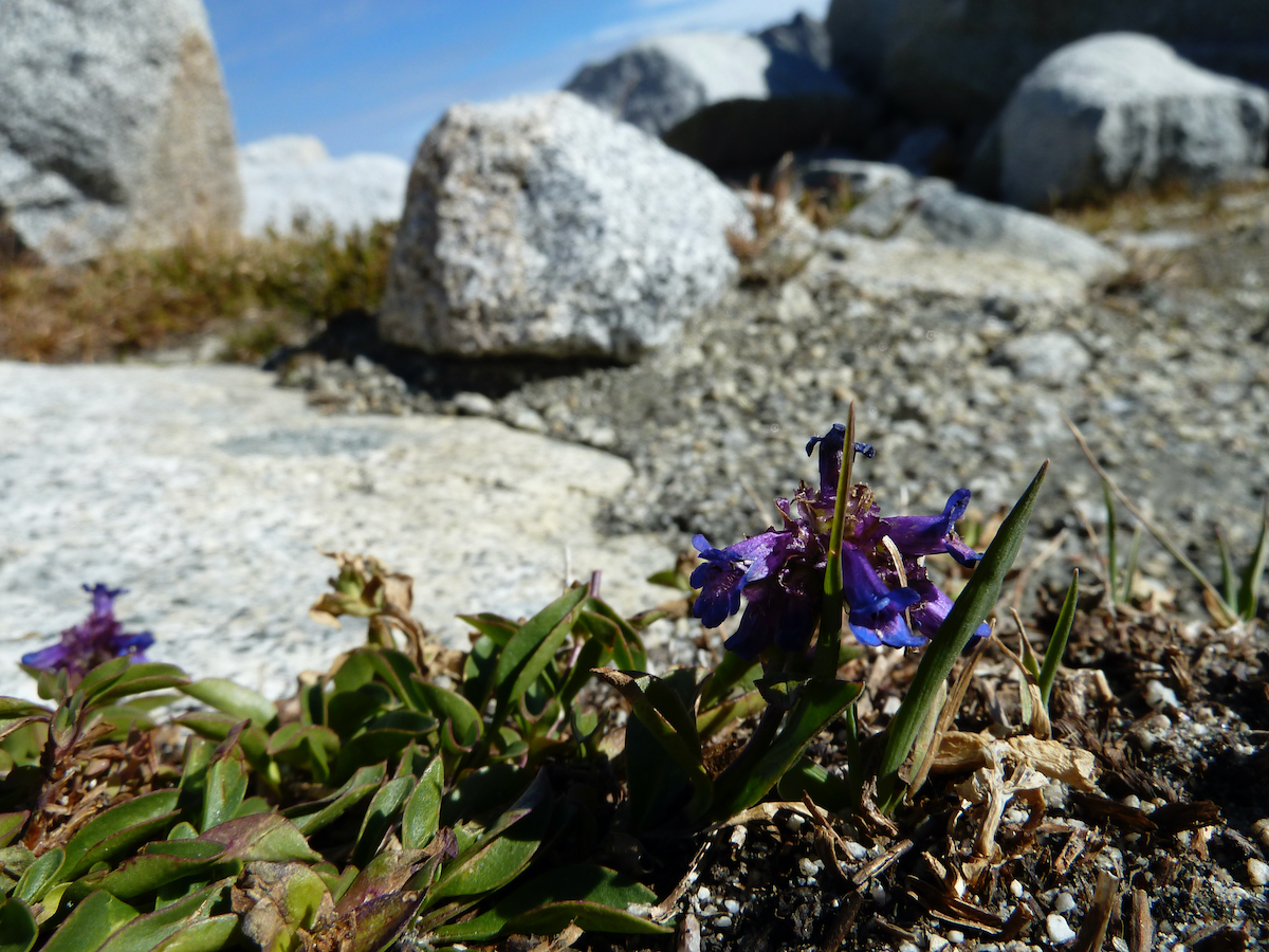 small woody plant with flowers, rocks and snow behind