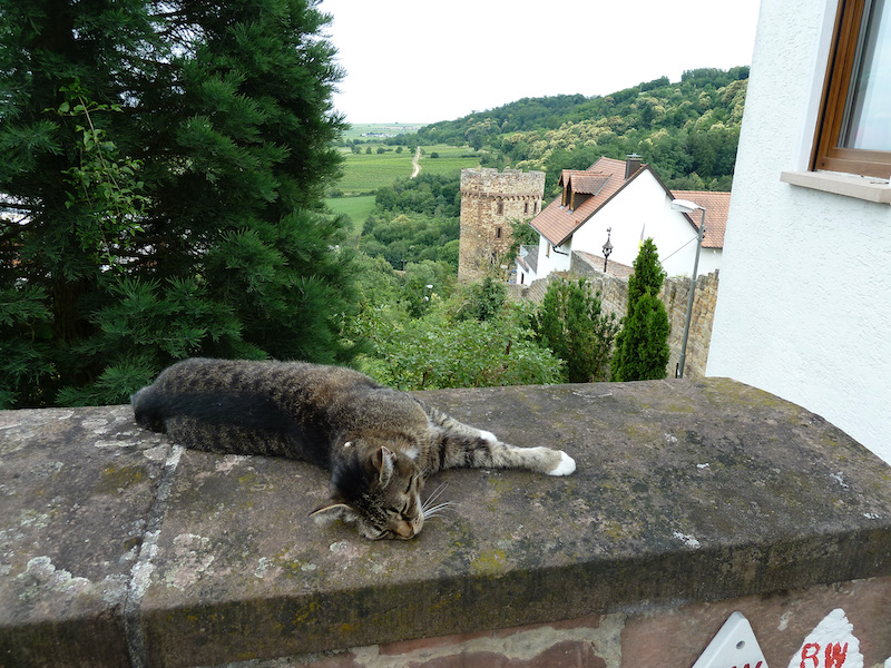 Cat sleeping on stone wall overlooking fields