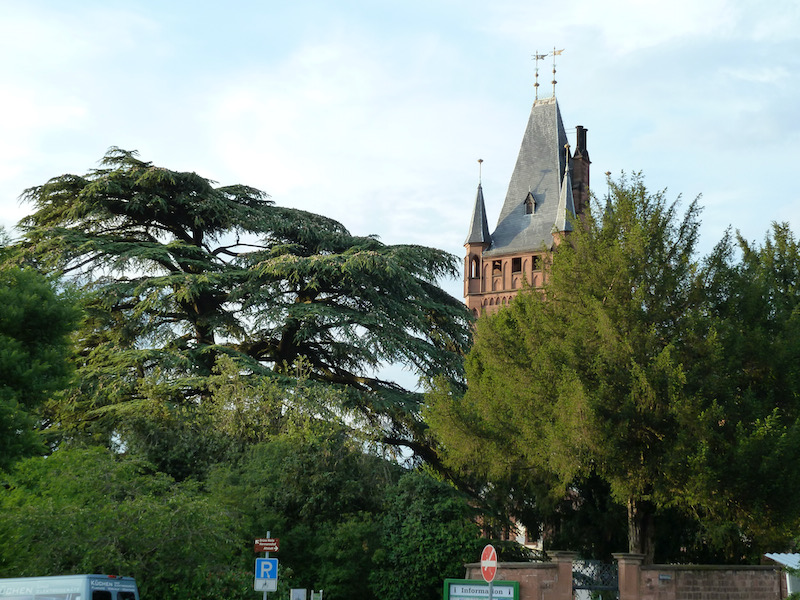 Castle tower and cedar tree