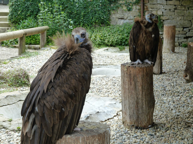 Perched vultures