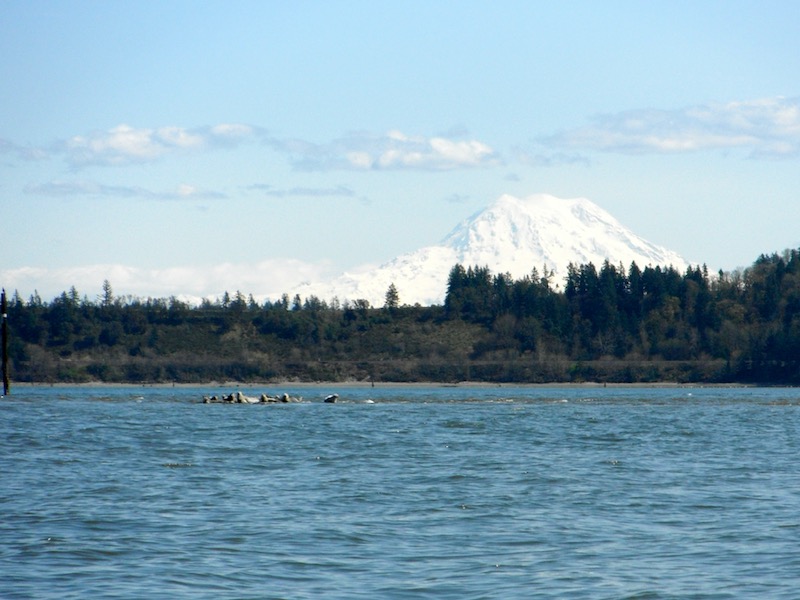 Seals with Mt. Rainier
