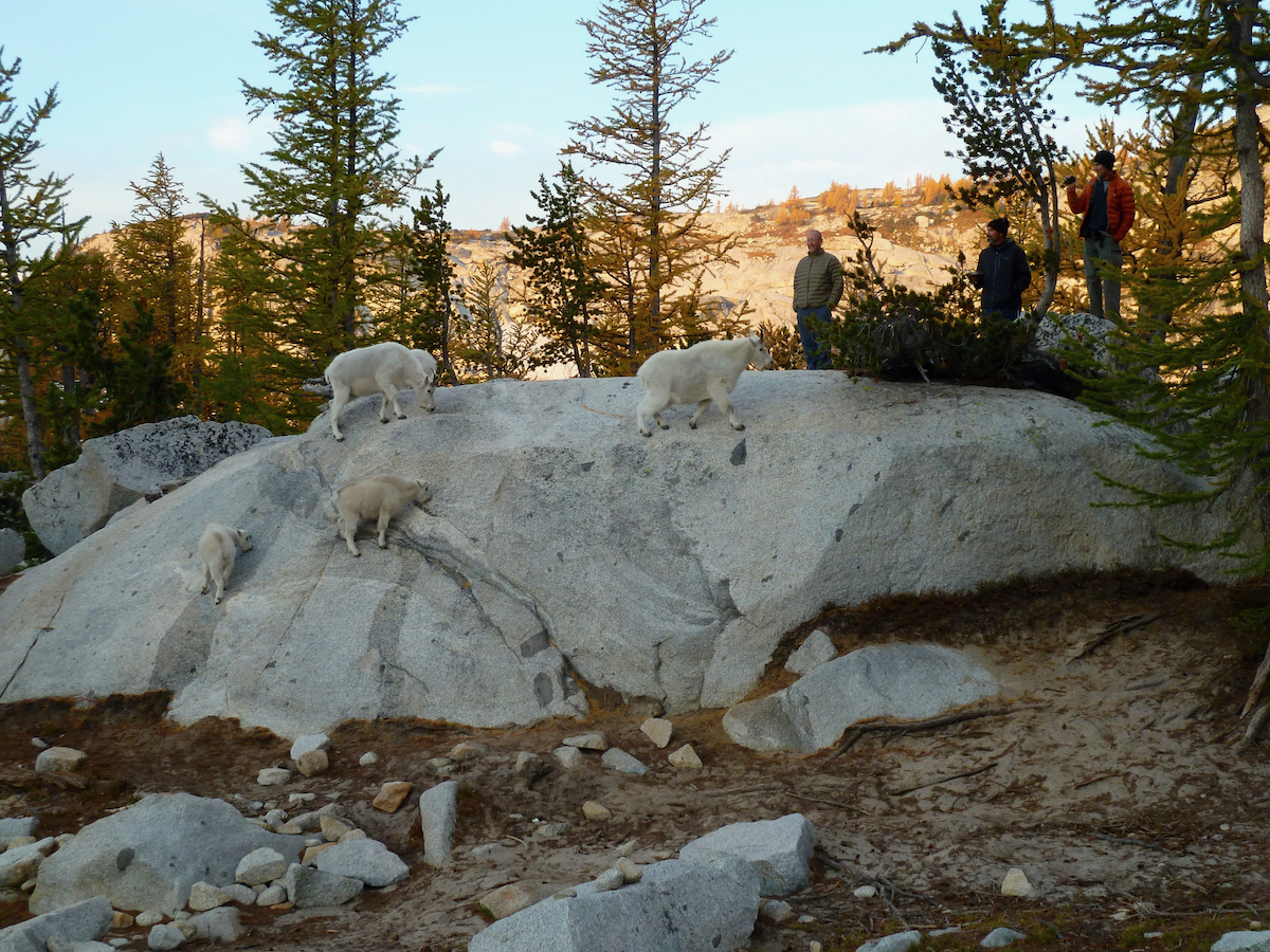 guys standing by rocks watching goats