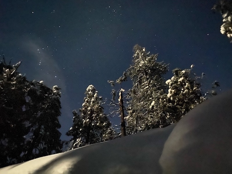 Moonlit snow on trees with stars