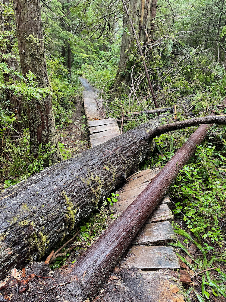 boardwalk crushed by large tree