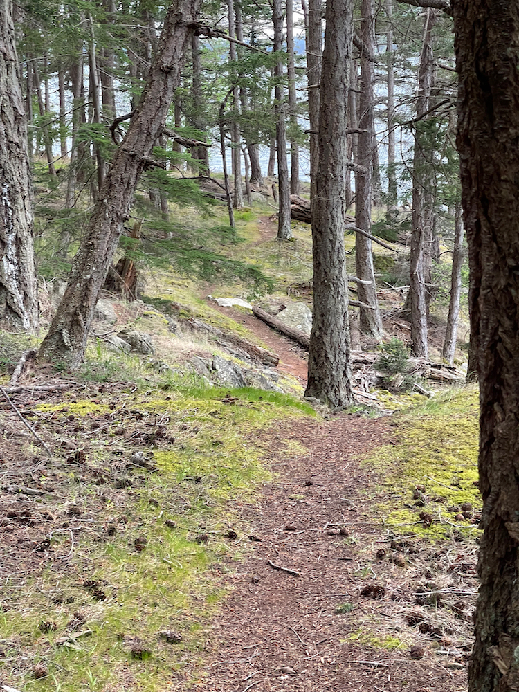 pine needle covered trail through evergreen trees