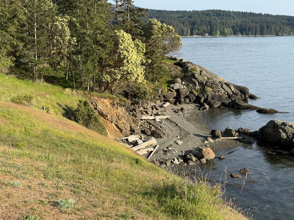 grass and trees by water