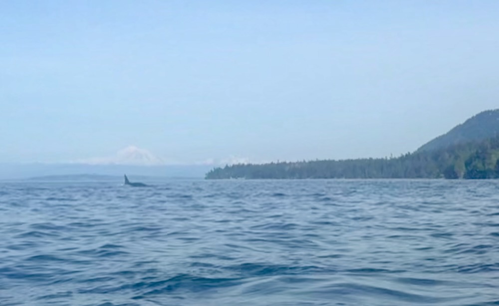 an orca dorsal fin and back at water surface