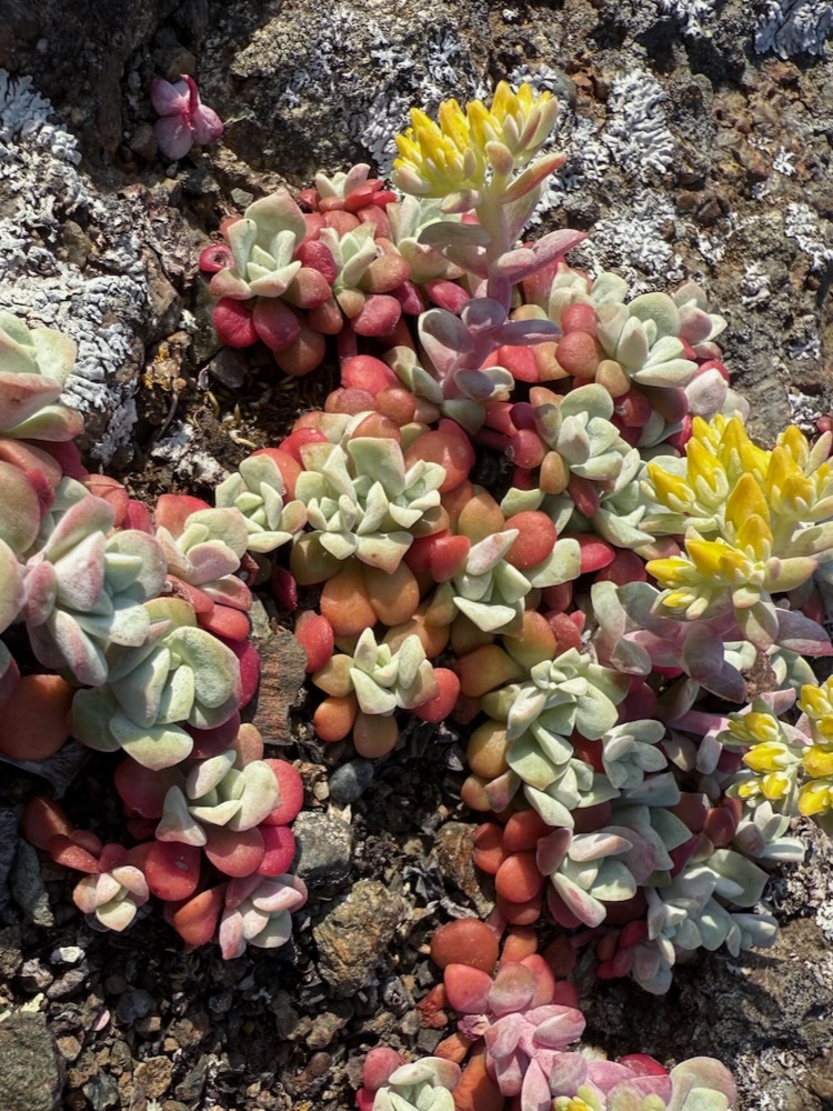 colorful sedum leaves and flowers