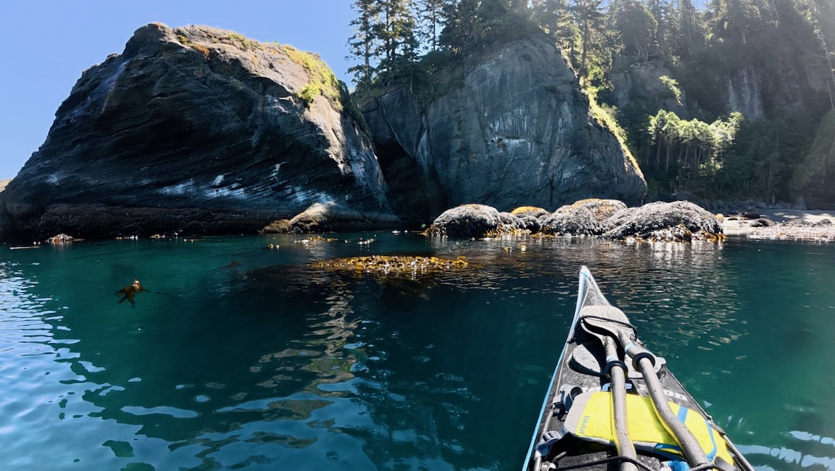 kayak on water looking at kelp and rocky coast