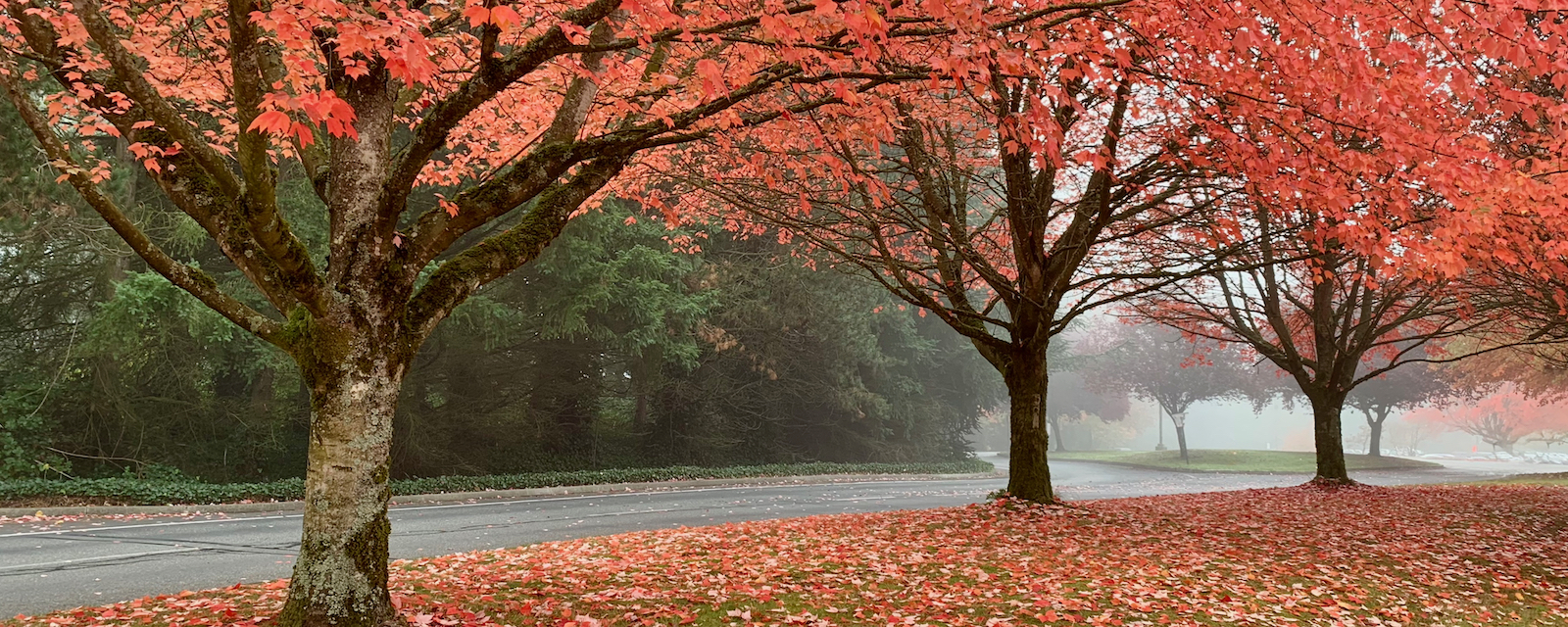 Red leaves in trees and fallen