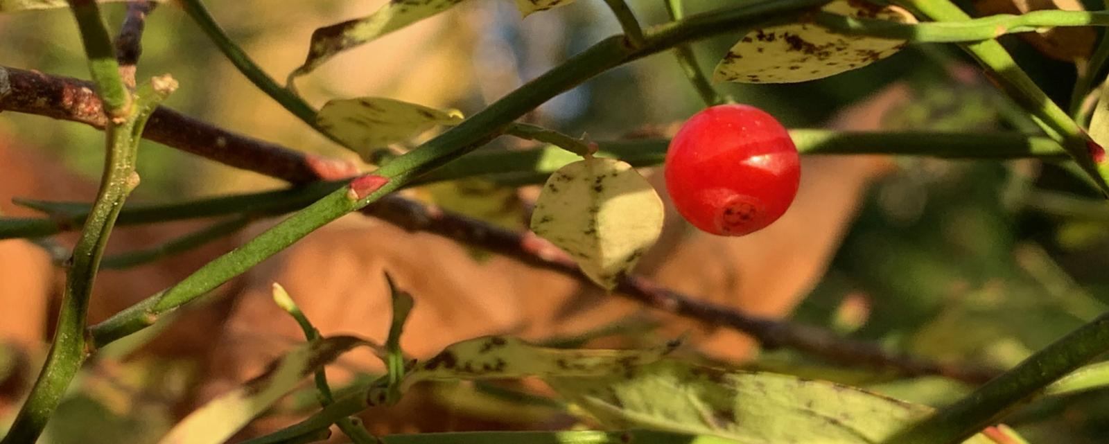 A red berry on twigs