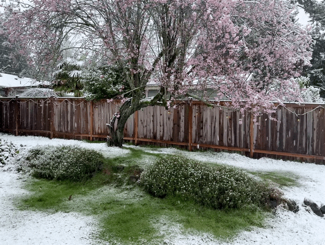 snow on spring flowers