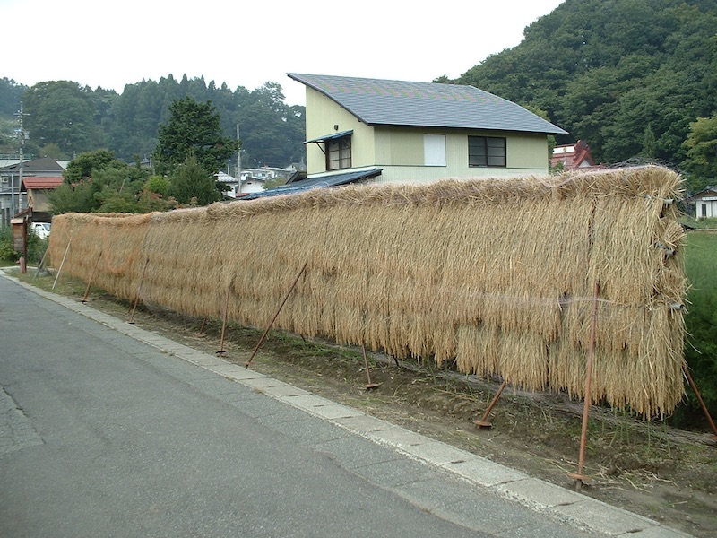 Rice bundles drying beside the road