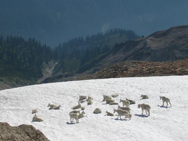 2004_ptarmigan3