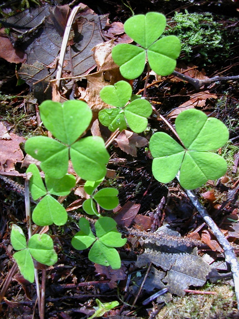 20060319_LakeQuinault3