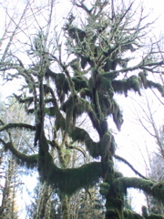 20060319_LakeQuinault4