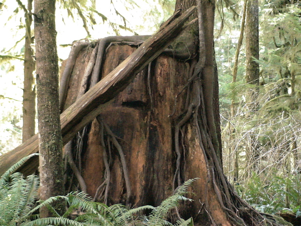 20060319_LakeQuinault7