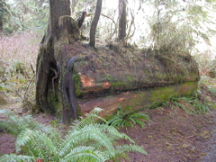 20060319_LakeQuinault8