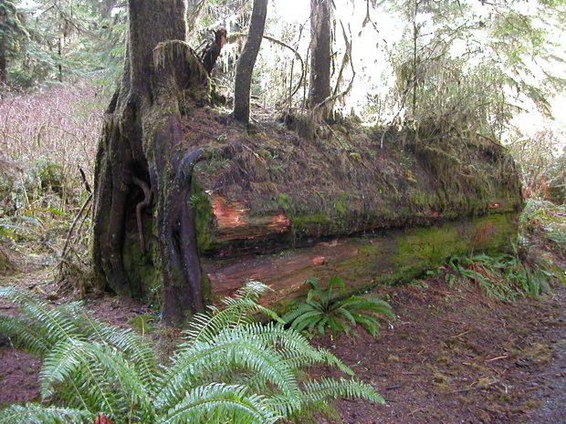 20060319_LakeQuinault8