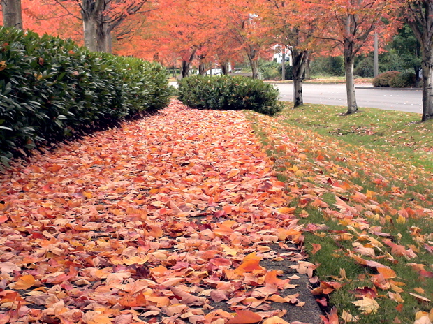 20061028_AutumnColors3