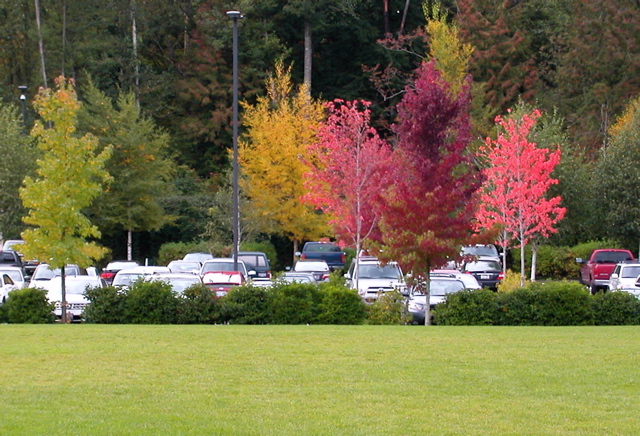 20071020_FallColors1