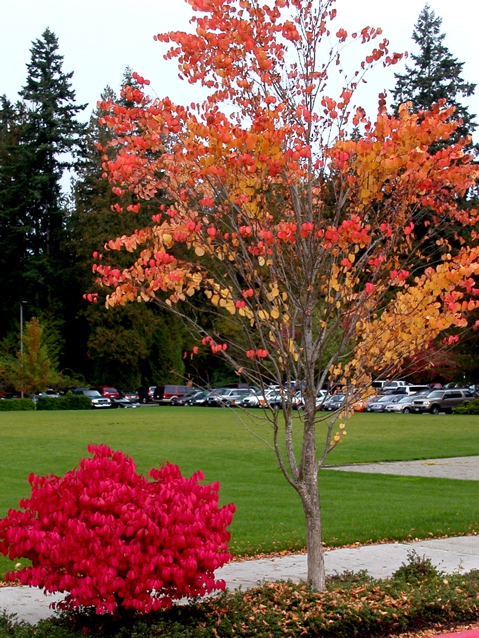 20071020_FallColors2