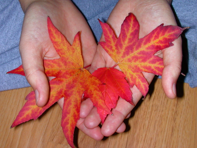 20071020_FallColors5
