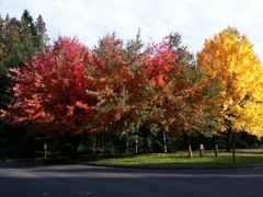 20091122_fall_colors3