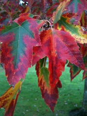 20091122_fall_colors4