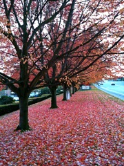 20091122_fall_colors5